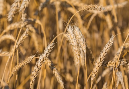 Allergien und Kinedata