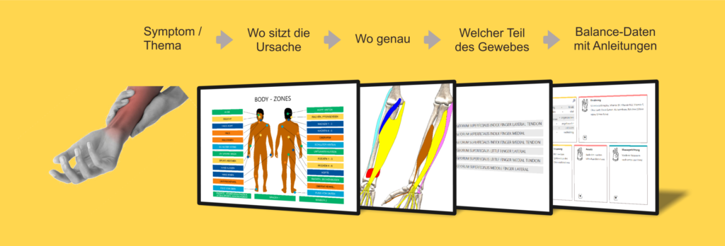 Grundstruktur von Kinedata
